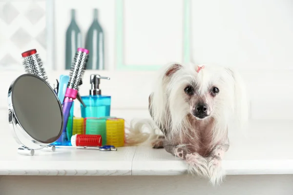 Portret van Chinese Crested hond bij barbershop — Stockfoto