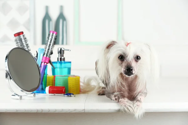 Çin Tepeli Köpek berber dükkanı de portresi — Stok fotoğraf