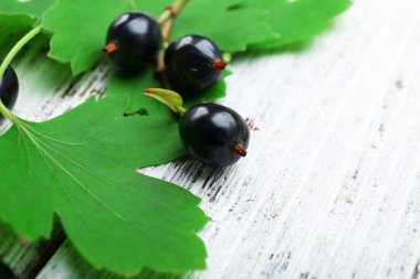 Olgun siyah kuş üzümü