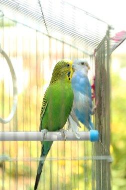 Şirin renkli muhabbet kuşu kafesi
