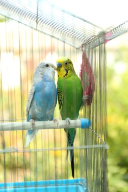 Şirin renkli muhabbet kuşu kafesi