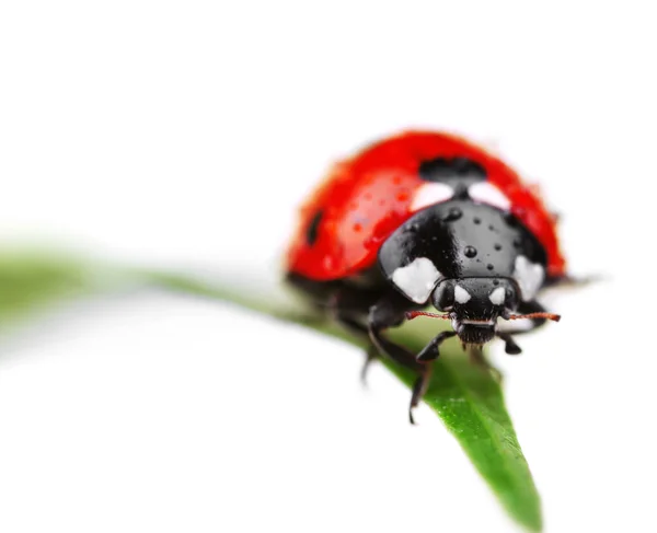 Ladybug on leaf, closeup — Stock Photo, Image