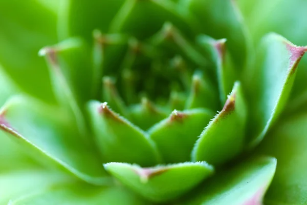 Belle plante succulente — Photo