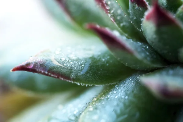 Hermosa planta suculenta — Foto de Stock