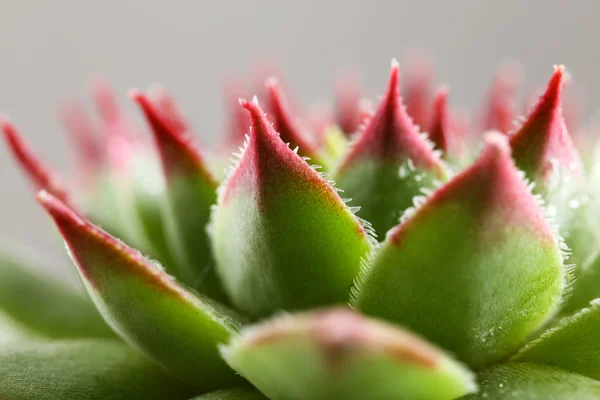 Hermosa planta suculenta — Foto de Stock