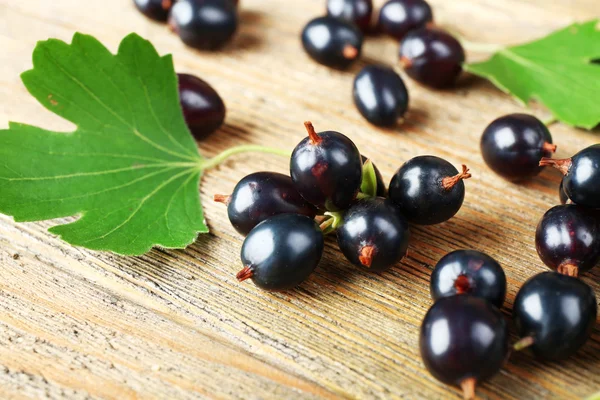 Ribes nero maturo — Foto Stock