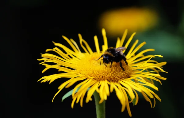 Abeille sur fleur, gros plan — Photo