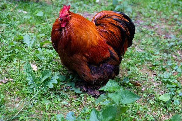 Cock on green grass — Stock Photo, Image