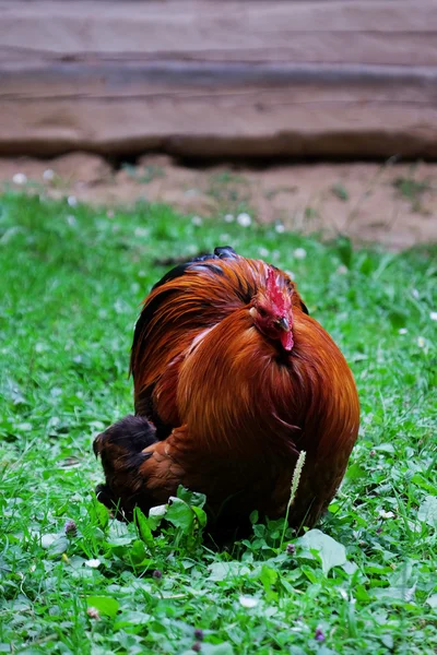 Polla sobre hierba verde —  Fotos de Stock