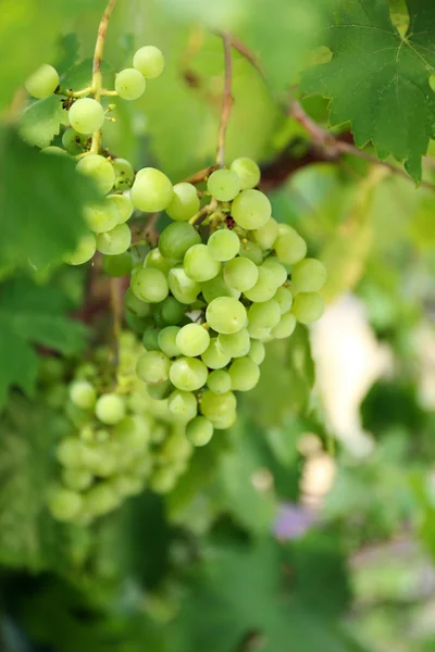 Grapes with green leaves — Stock Photo, Image