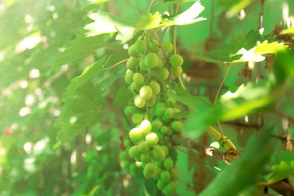 Uvas brancas com folhas verdes — Fotografia de Stock
