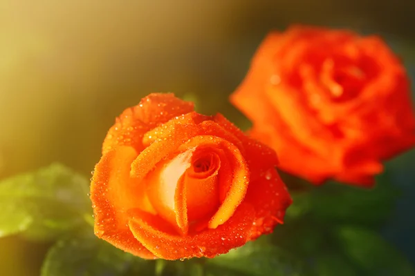 Rosa brillante en el jardín — Foto de Stock