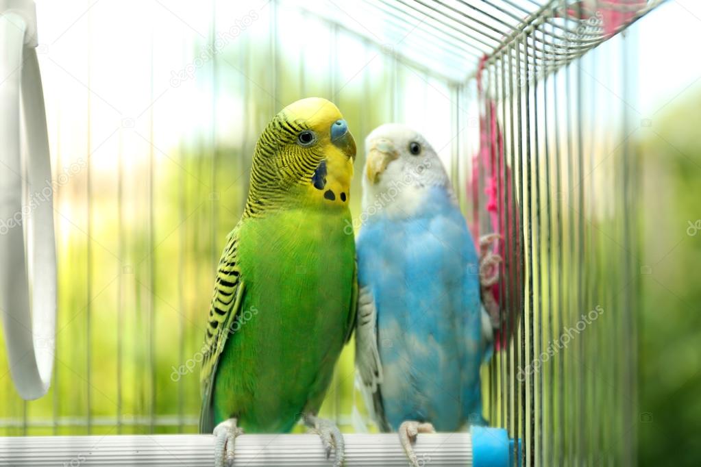 Cute colorful budgies in cage