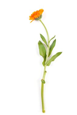 Beyaz izole kır çiçeği