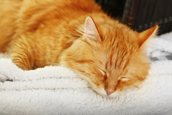 Красная кошка отдыхает в помещении — стоковое фото
