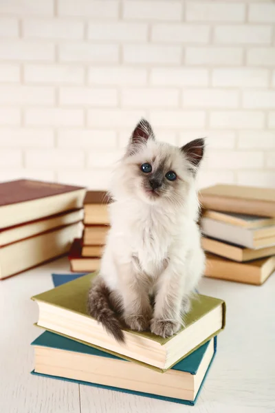 도 서와 함께 귀여운 작은 고양이 — 스톡 사진