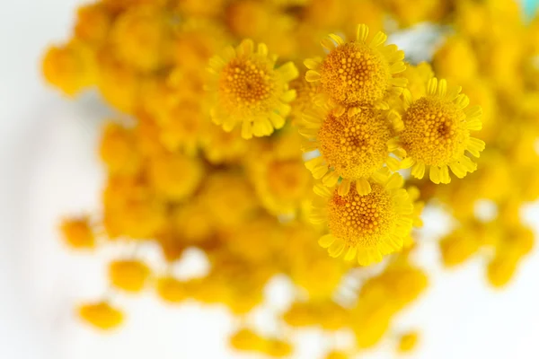 Hermosas flores silvestres pequeñas — Foto de Stock
