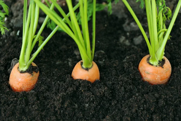 Młoda marchew w glebie — Zdjęcie stockowe