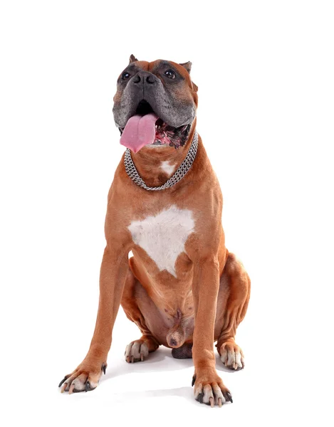 Mooie boxer hond — Stockfoto