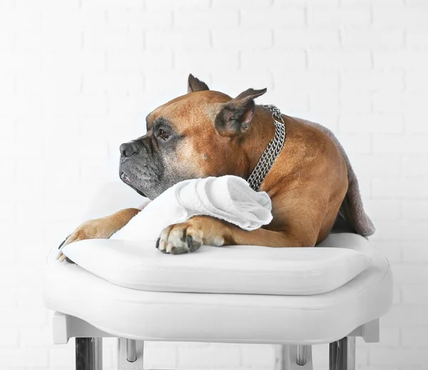 Расслабляющая собака на массажном столе — стоковое фото