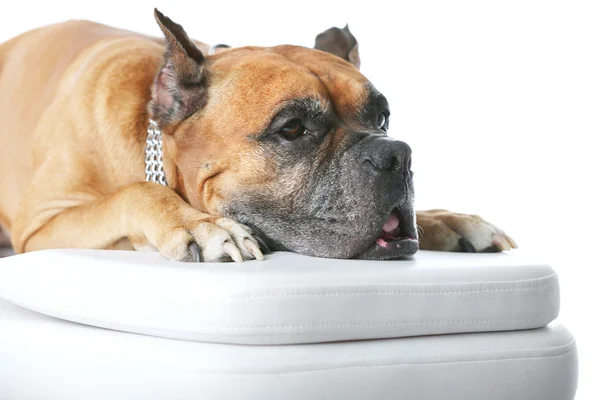 Cane rilassante sul lettino da massaggio — Foto Stock