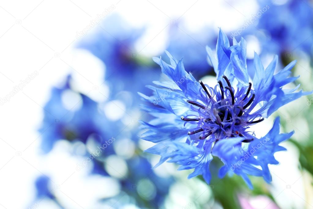 Beautiful small cornflowers close up