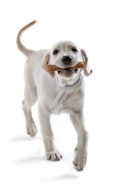 Labrador retriever köpek kemik çiğneme