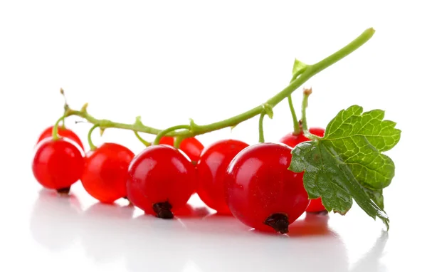 Branch of red currant with green leaf isolated on white — Stock Photo, Image