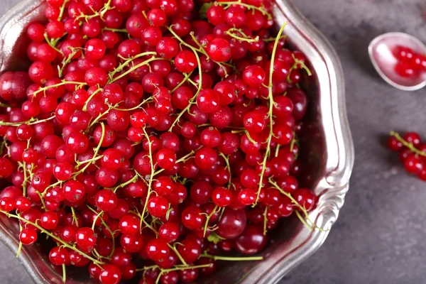 Groseilles rouges mûres dans un bol en métal — Photo