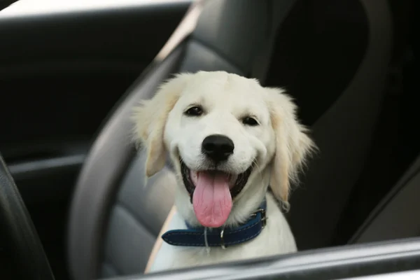 Retriever dog in car — Stock Photo, Image