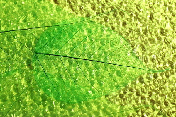 抽象的なスケルトンの葉 — ストック写真