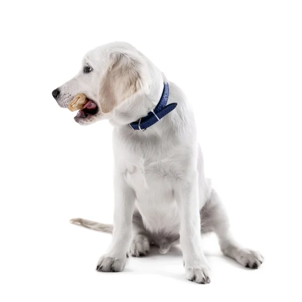 Labrador retriever dog chewing bone — Stock Photo, Image