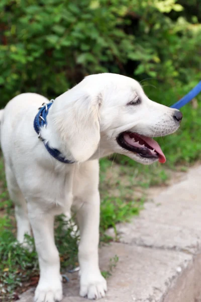 Labrador retriever cão com trela andando ao ar livre — Fotografia de Stock