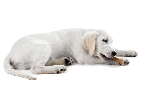 Labrador köpek kemik üzerinde beyaz izole çiğneme — Stok fotoğraf