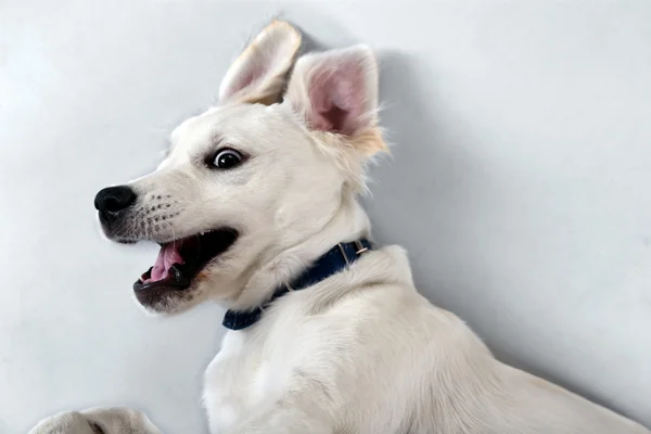 Lekfull Labrador hund på grå bakgrund — Stockfoto