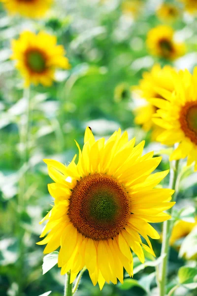 Zonnebloem veld — Stockfoto