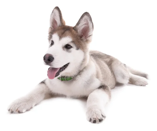 Cute puppy Malamute leżącego — Zdjęcie stockowe