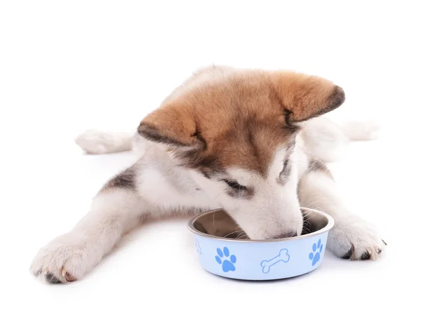 Cucciolo mangiare da ciotola di metallo — Foto Stock