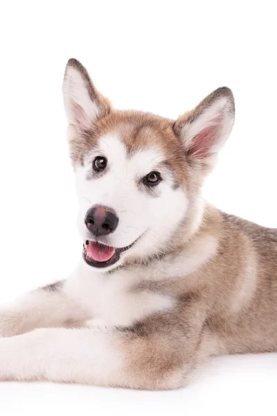 Retrato de cachorro malamute —  Fotos de Stock