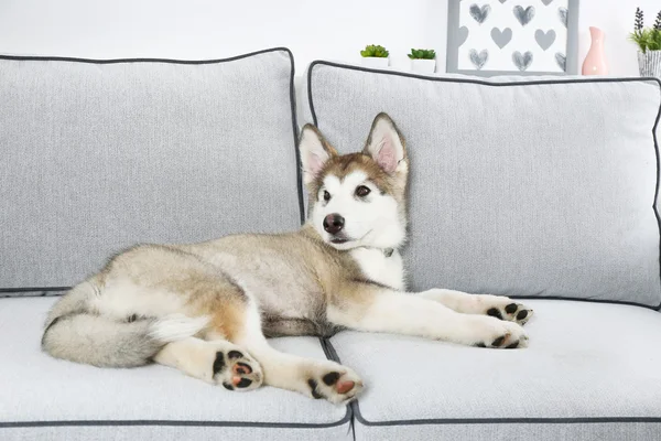 可爱的阿拉斯加雪橇犬的小狗 — 图库照片