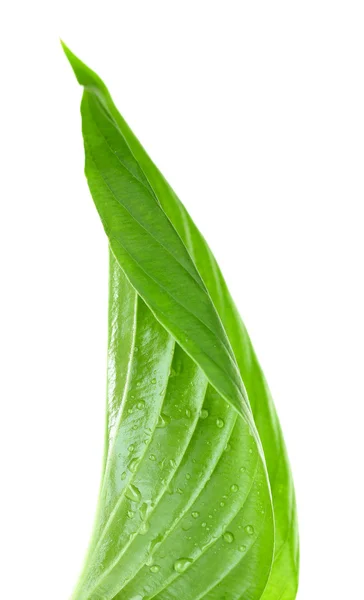 Hoja verde fresca con gotas sobre fondo blanco — Foto de Stock