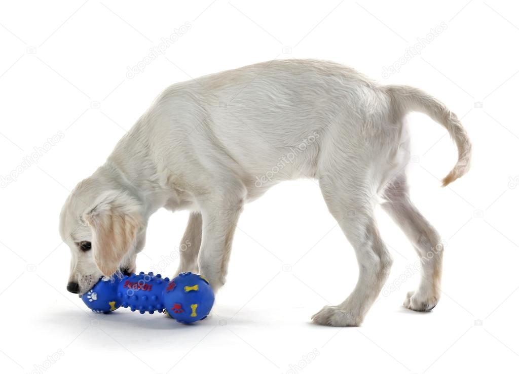 Cute Labrador dog with rubber toy