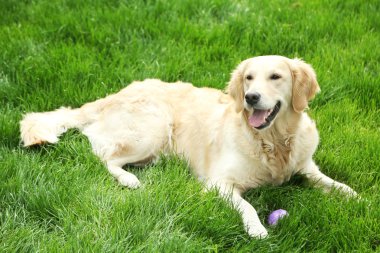 Labrador yeşil çim üzerinde yalan