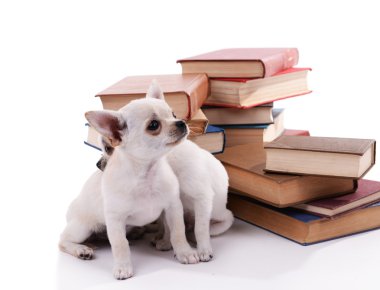 çok güzel chihuahua köpek üzerinde beyaz izole kitap yığını