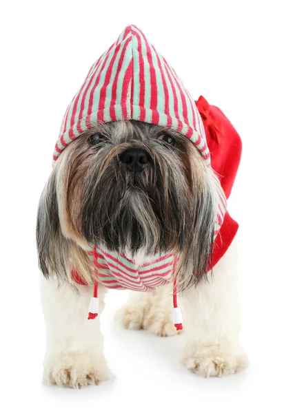 Cute Shih Tzu in red striped hat isolated on white — Stock Photo, Image