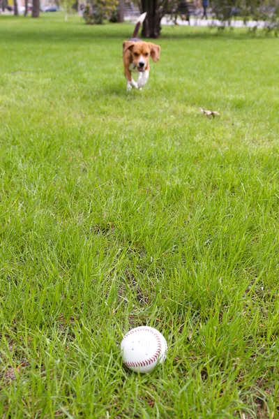 Small ball for baseball on grass in park — Stock Photo, Image