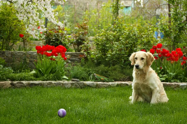 Labrador, grający z piłką — Zdjęcie stockowe