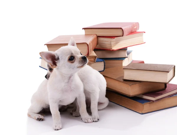 Adorables perros chihuahua en un montón de libros aislados en blanco —  Fotos de Stock