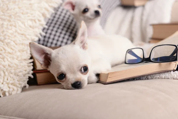 Adorable chihuahua dogs with books on sofa — Stock Photo, Image