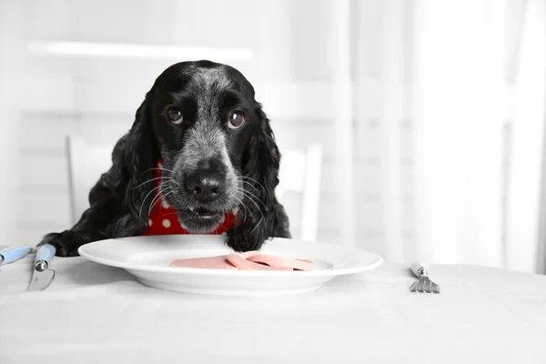 Perro mirando el plato de verduras frescas en la mesa de comedor — Foto de Stock